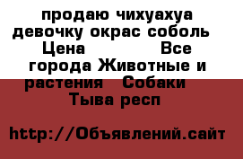 продаю чихуахуа девочку,окрас соболь › Цена ­ 25 000 - Все города Животные и растения » Собаки   . Тыва респ.